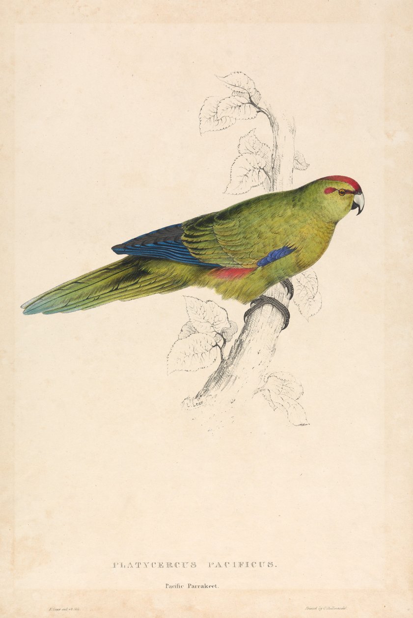 Platycercus Pacificus / Stillehavsparakit (Tavle 26) af Edward Lear