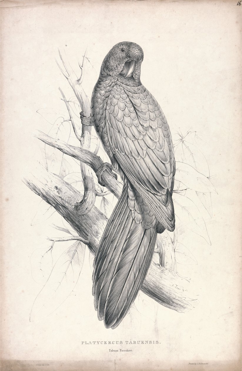 Platycereus Tabuensis / Tabuan-parakiet (Plade 16) af Edward Lear