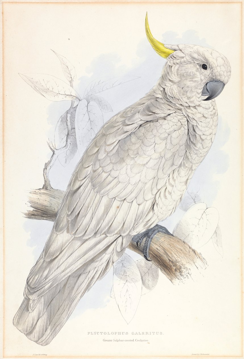 Plyctolophus Galeritus. Større svovlkakadue. af Edward Lear