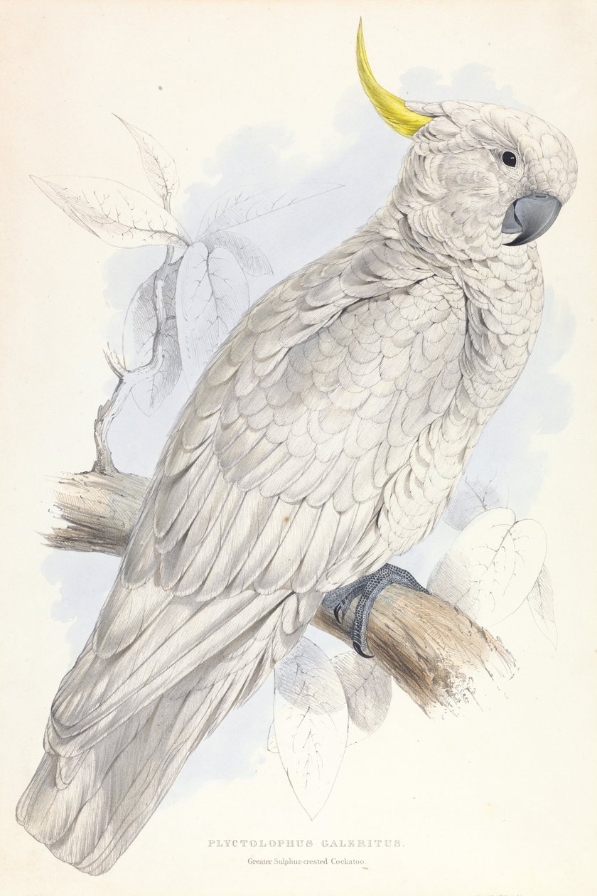 Plyctolophus Galeritus. Stor svovlkakadue. af Edward Lear