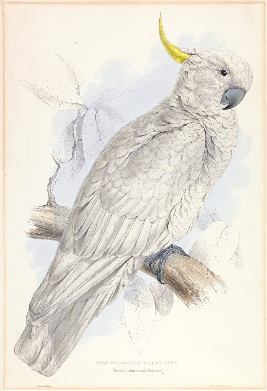 Plyctolophus Galeritus. Stor svovlkakadue. af Edward Lear