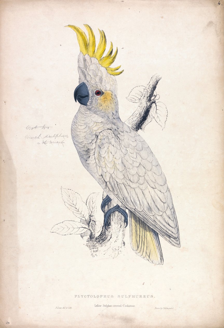 Plyctolophus sulphureus / Lille svovlkakadue (tavle 4) af Edward Lear