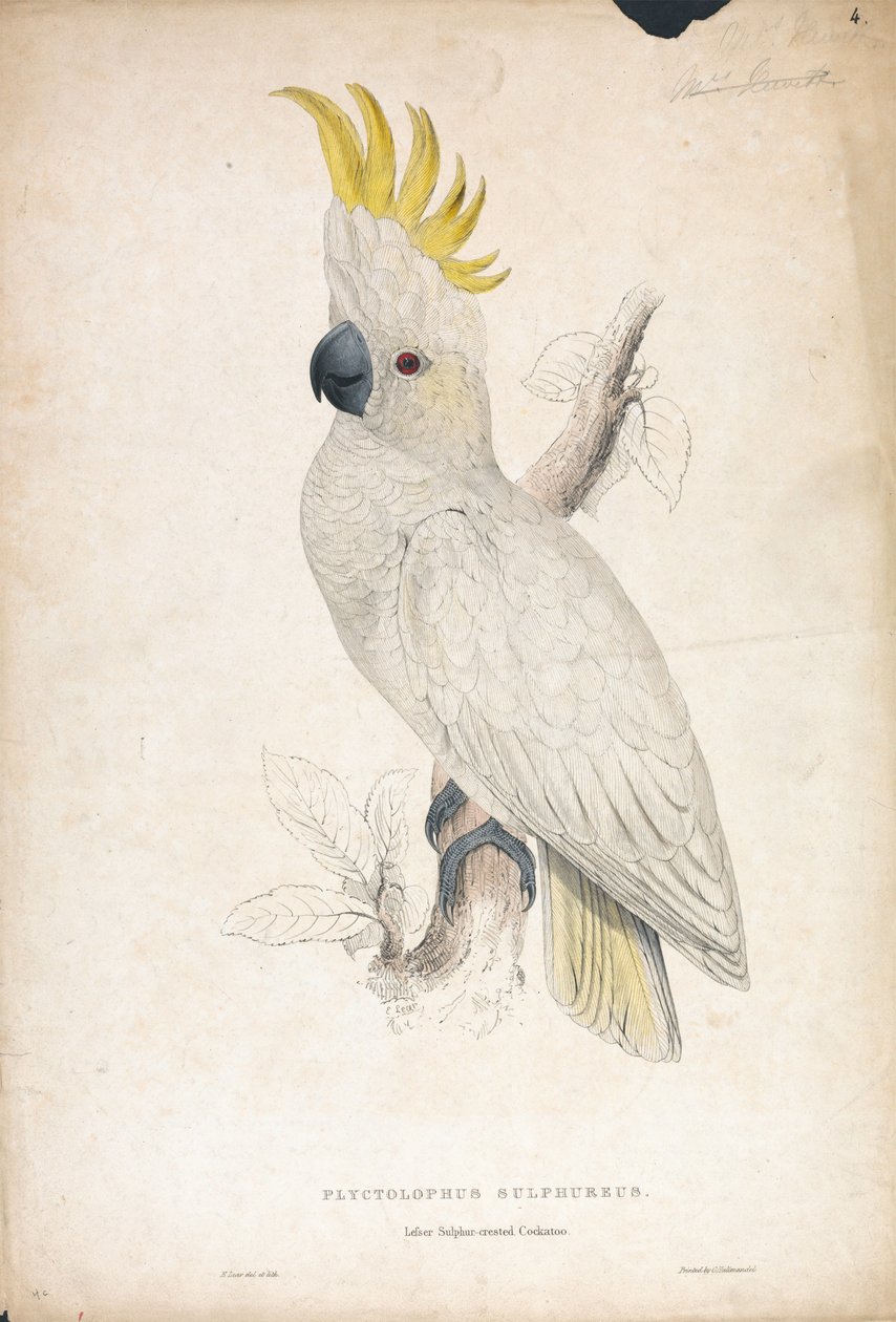 Plyctophus sulphureus / Lille svovlkakadue (tavle 4) af Edward Lear