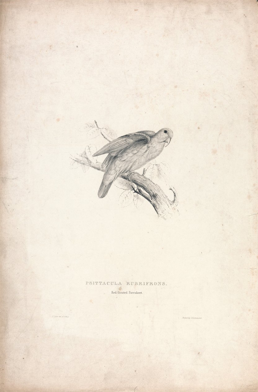 Psittacula rubrifrons / Rødpandet papegøje (tavle 41) af Edward Lear