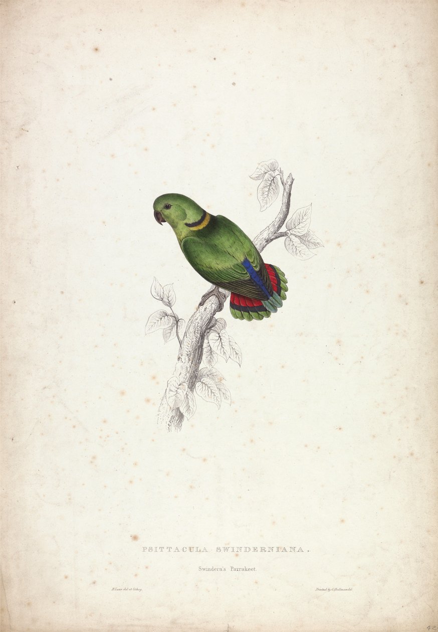 Psittacula swinderniana. Swinderns parakit af Edward Lear