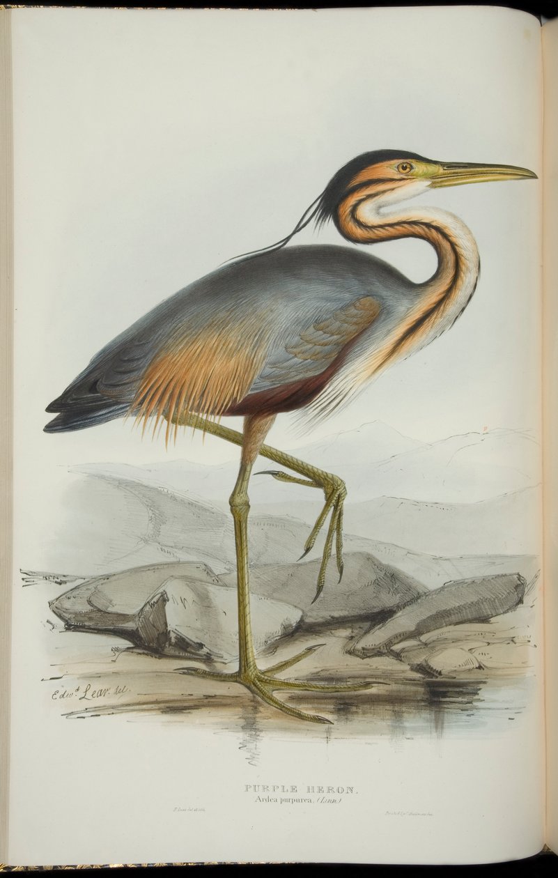 Purple Heron, fra 