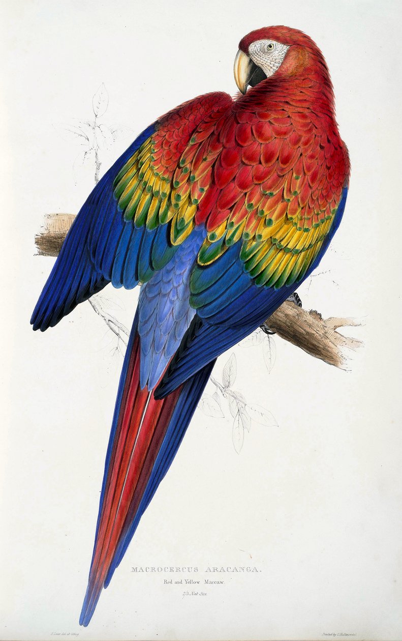 Rød og gul ara (Macrocercus aracanga), fra Illustrations of the Family of Psittacida, eller papegøjer, pub. 1832 (farvet gravering) af Edward Lear