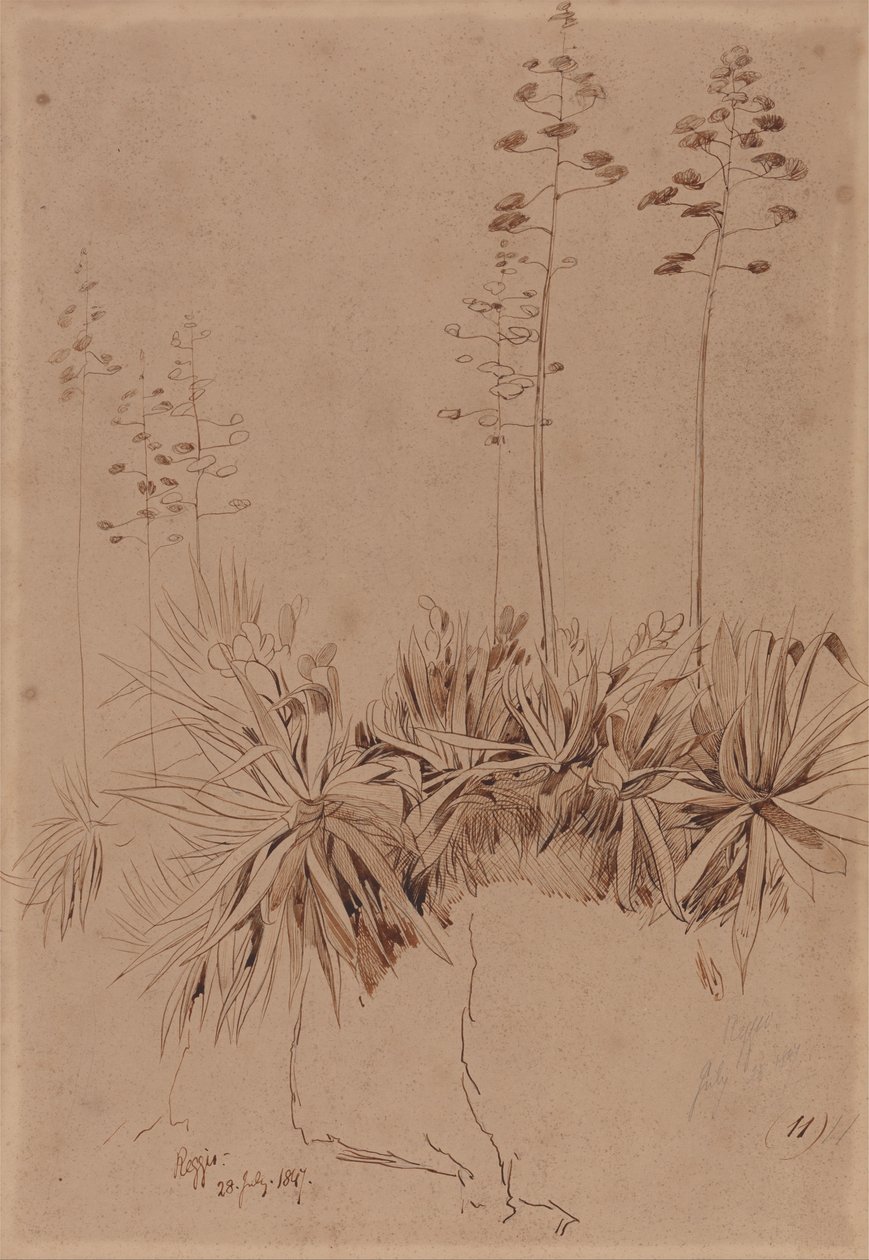 Reggio af Edward Lear
