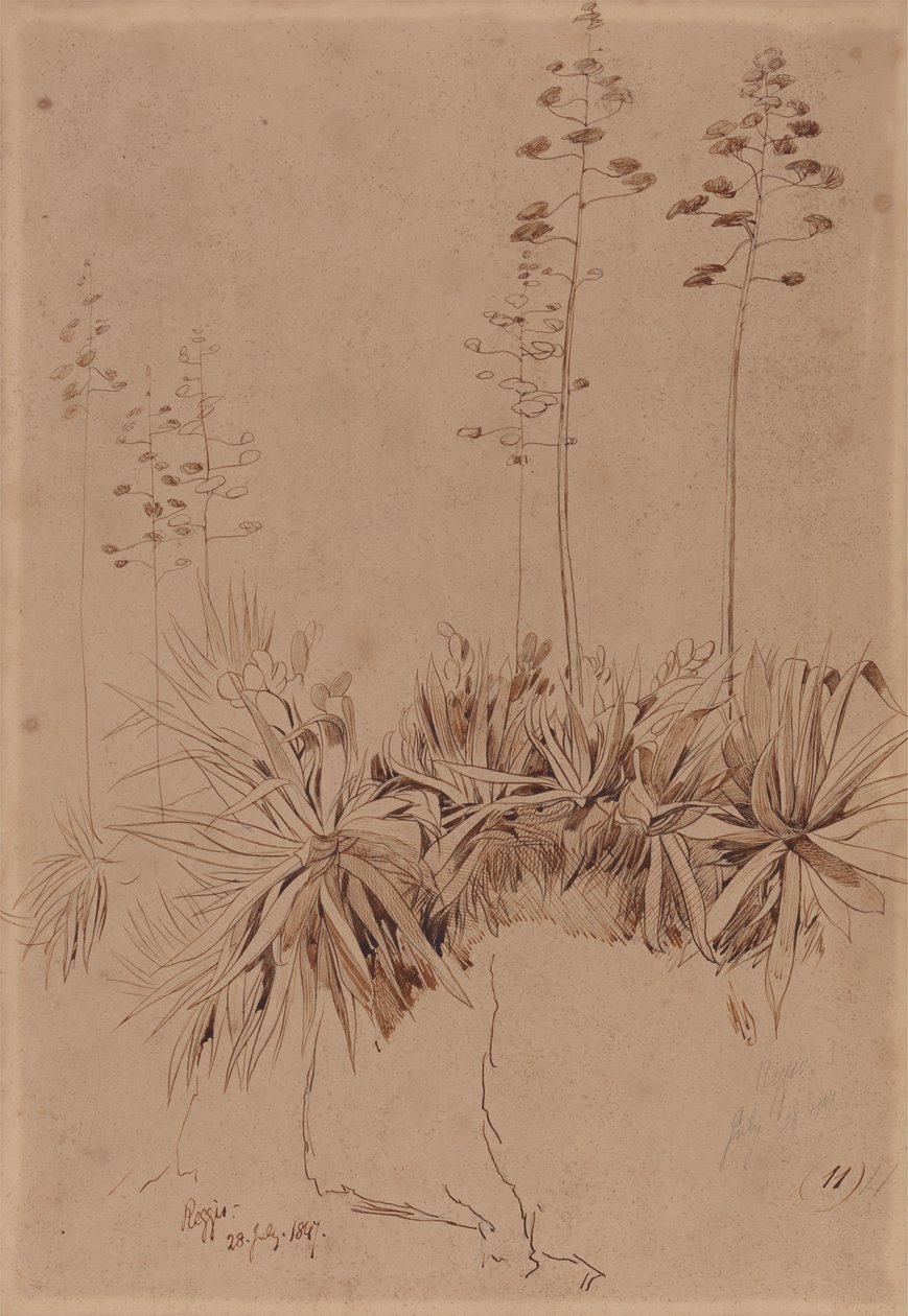 Reggio af Edward Lear