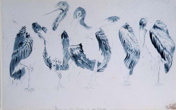 Studier af storke af Edward Lear