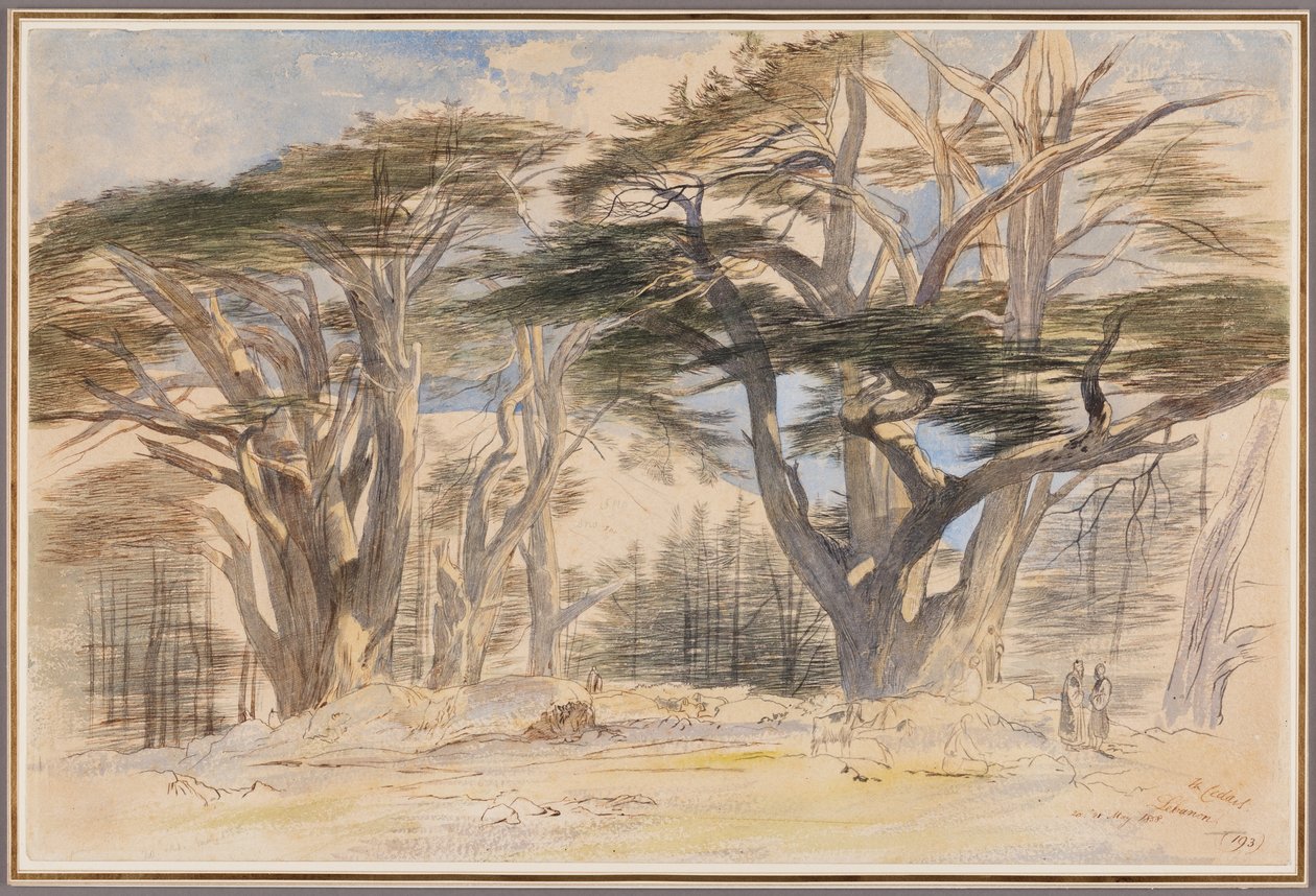 Libanons cedertræer af Edward Lear