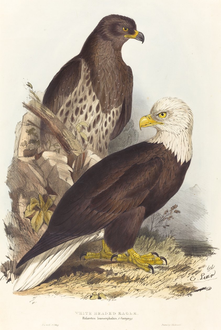 Hvidhovedet ørn Haliaetus leucocephalus, udgivet 1832-1837. af Edward Lear