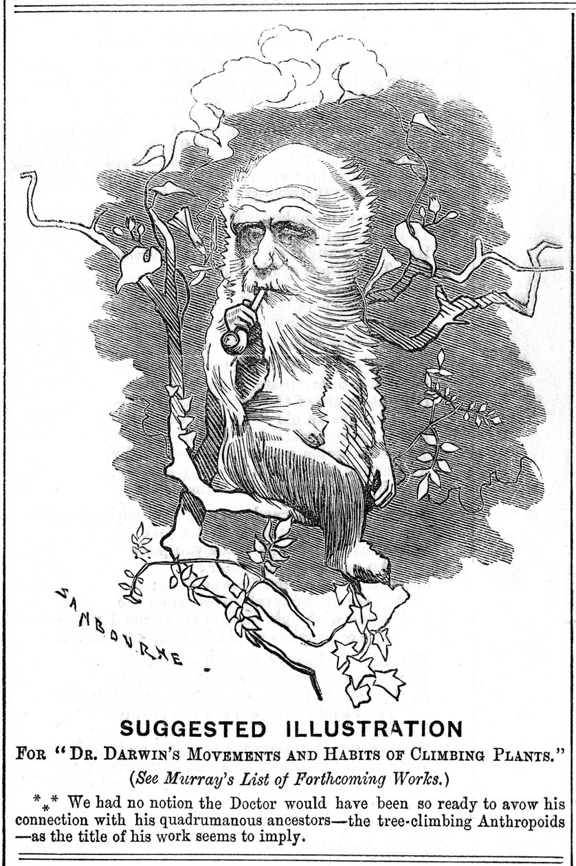 Charles Darwin, engelsk naturforsker, 1875 af Edward Linley Sambourne