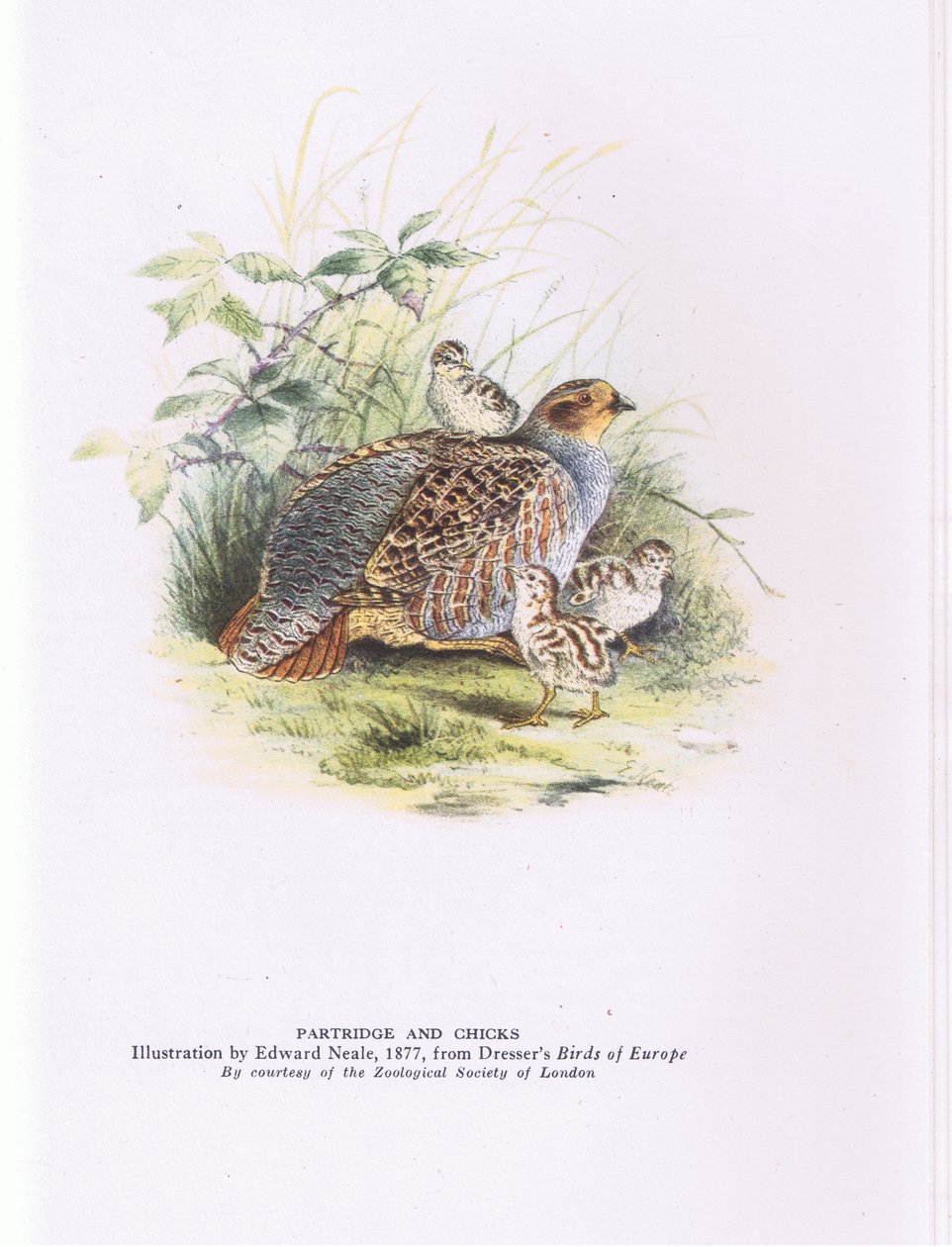 Agerhøne og kyllinger, Nature in Britain udgivet af Collins af Edward Neale