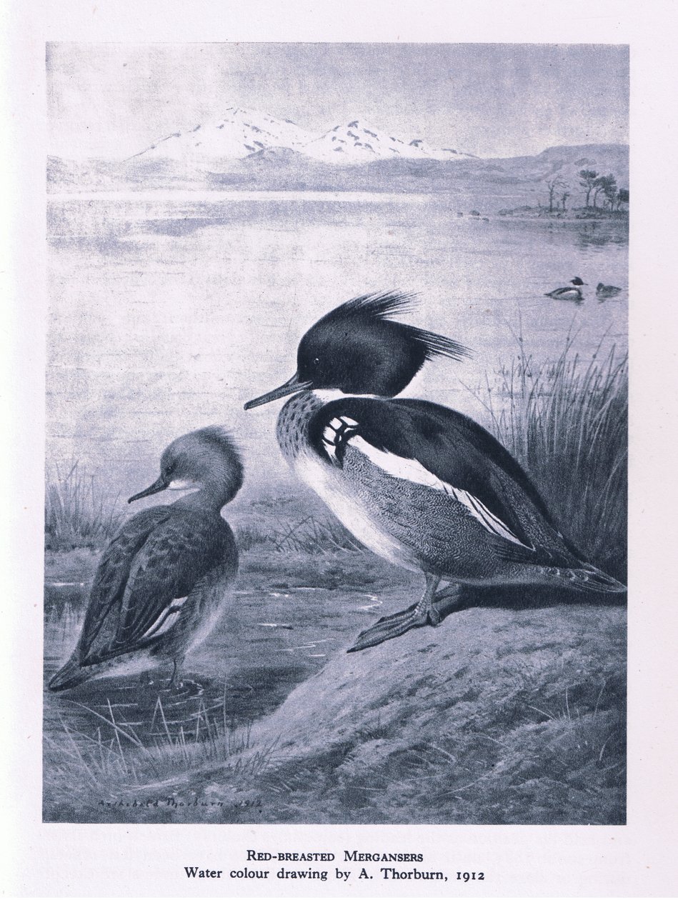 Red Breasted Merganser, Nature in Britain udgivet af Collins, 1946 af Edward Neale