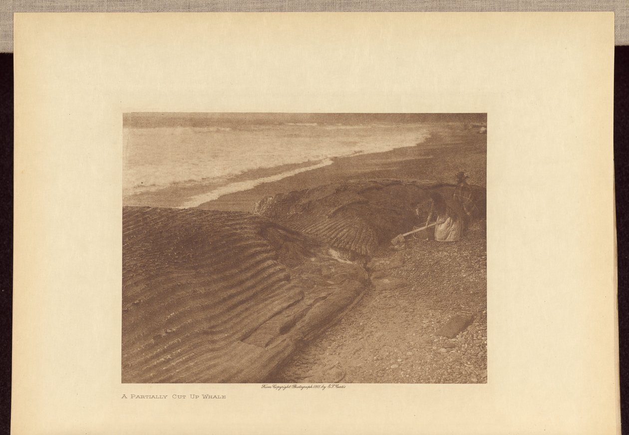En delvist opskåret hval af Edward S. Curtis