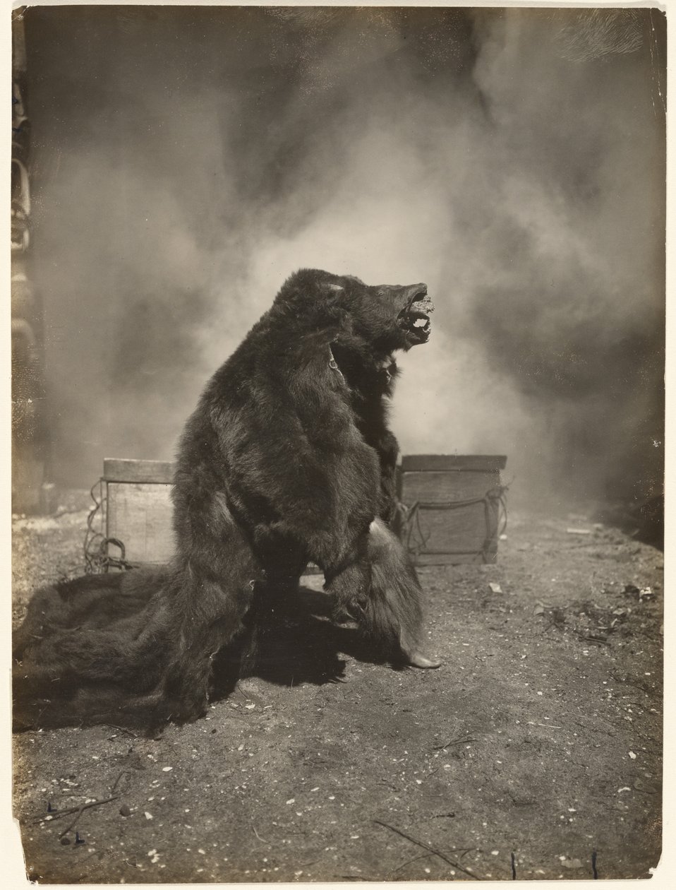 Lad den snu sorte bjørn danse sin dans af Edward S. Curtis