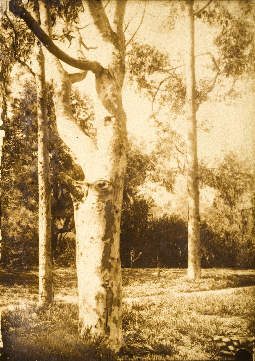 Auf dem Bauernhof, Seattle, Washington af Edward Sheriff Curtis