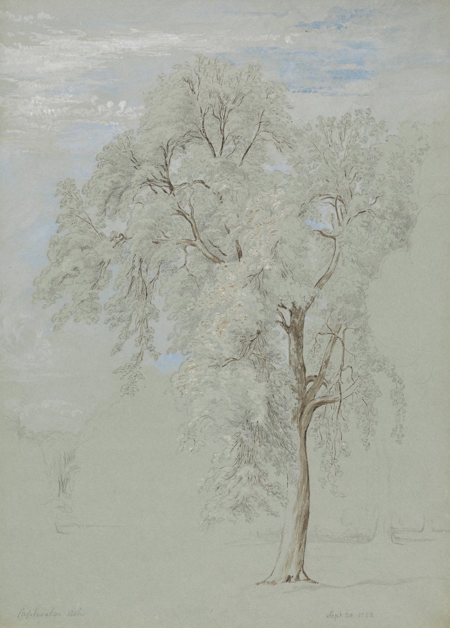 Aske træ af Edward Swinburne