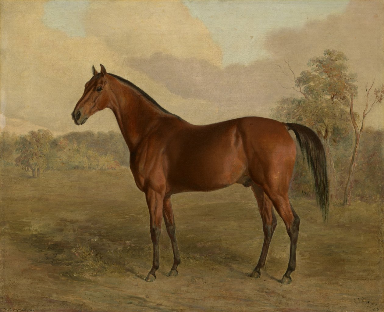 Kentucky Woodpecker, 1834 af Edward Troye