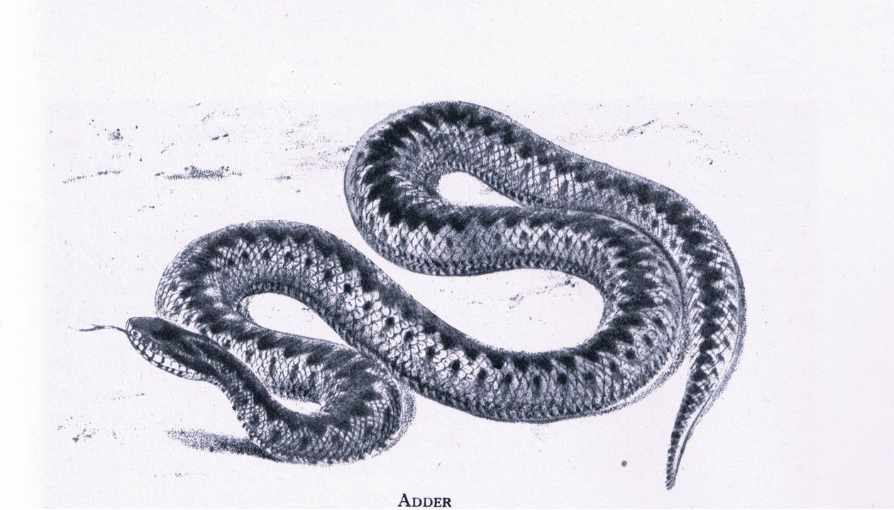 Adder, Nature in Britain udgivet af Collins af Edward William (after) Cooke