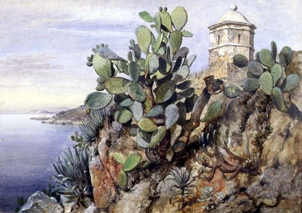 Cactus stikkende pære, Monaco af Edward William Cooke