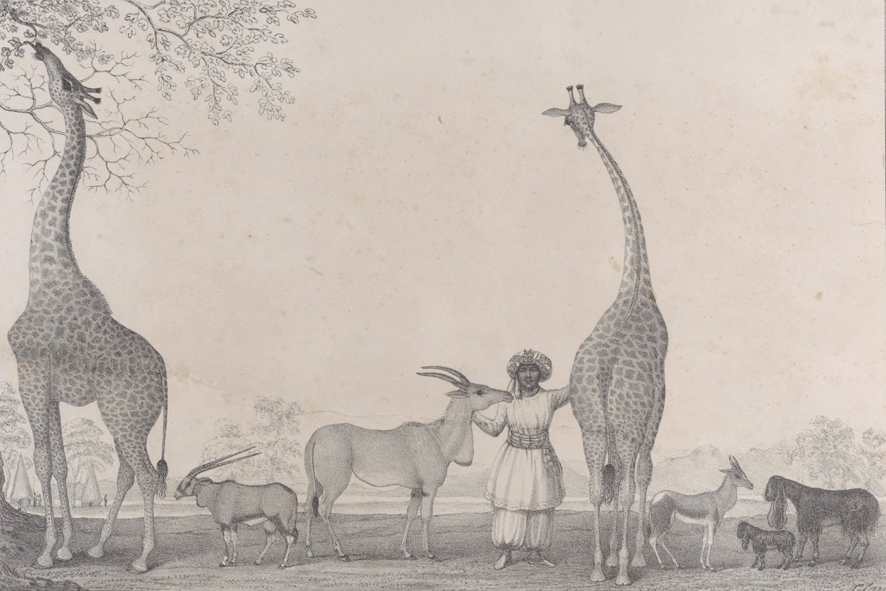 De majestætiske og yndefulde giraffer, eller kameleoparder, med nogle sjældne dyr fra Gazellen..., 1838. af Edward Williams Clay
