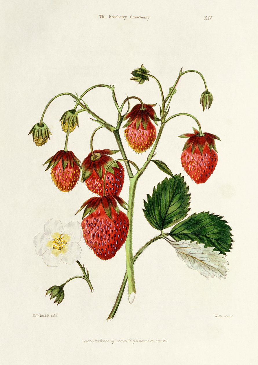 Roseberry Strawberry, indgraveret af Watte, pub. af Thomas Kelly, London 1830 af Edwin Dalton Smith