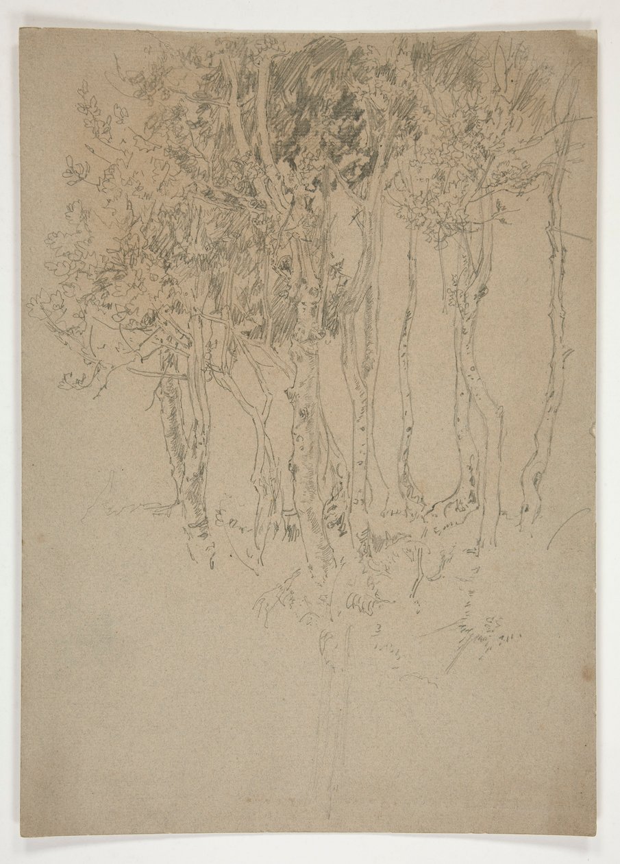 Skitse af en lund af træer af Edwin Austin Abbey