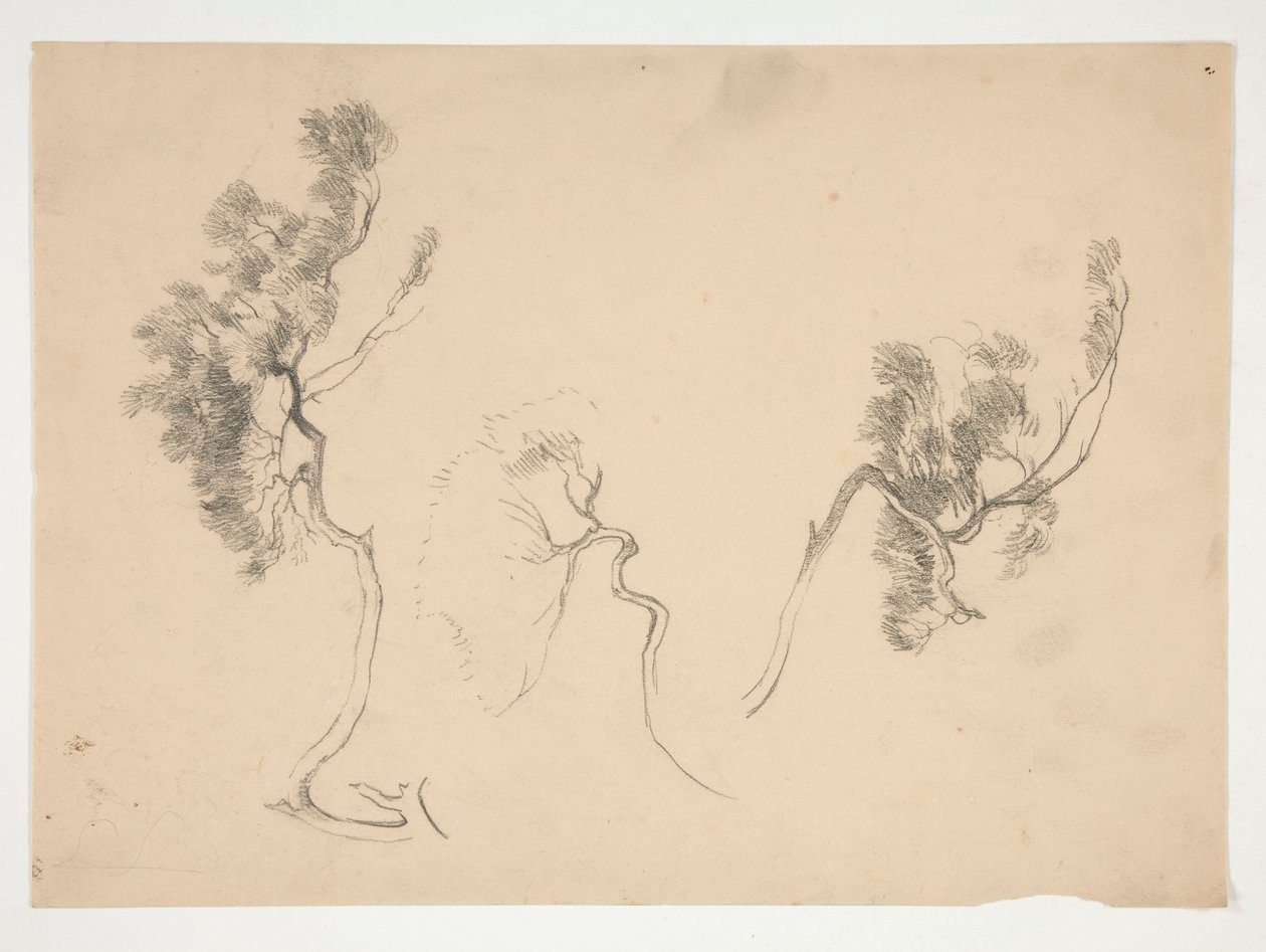 Skitser af grene af Edwin Austin Abbey