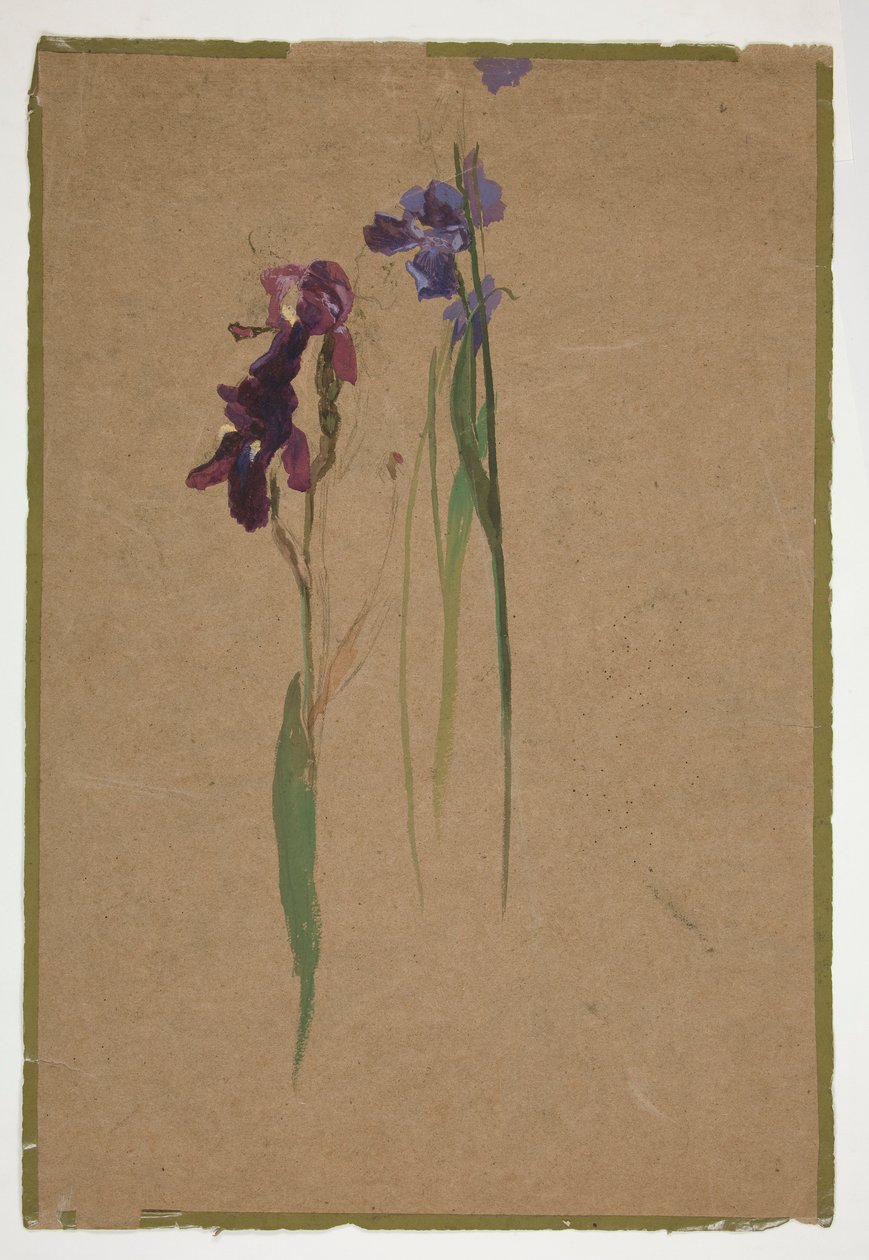Undersøgelse af iris af Edwin Austin Abbey