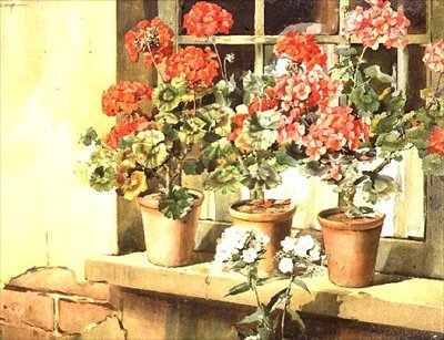 Pelargonier af Edwin Byatt