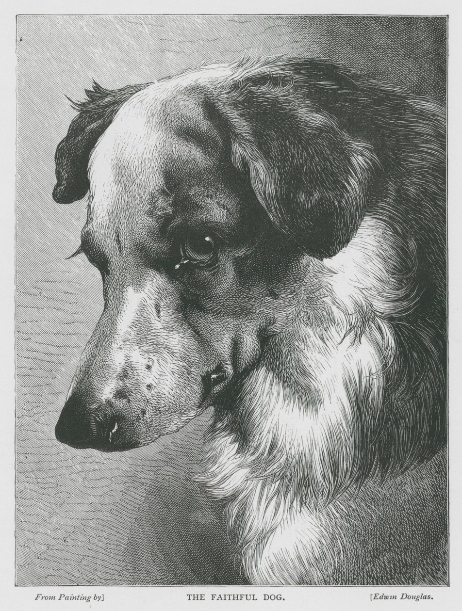 Den trofaste hund (kobberstik) af Edwin Douglas
