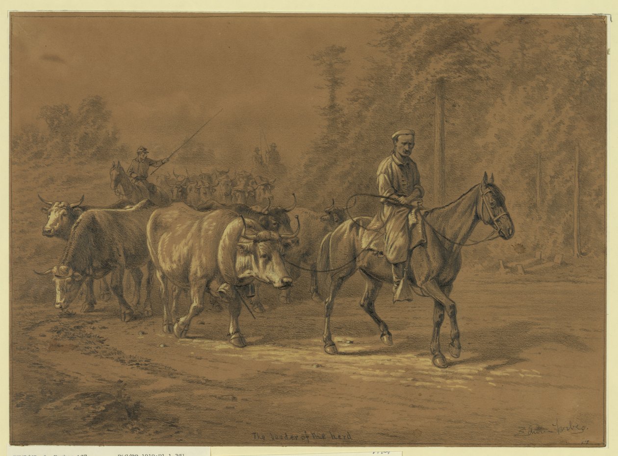 Lederen af flokken Abstrakt/medium: 1 tegning. af Edwin Forbes