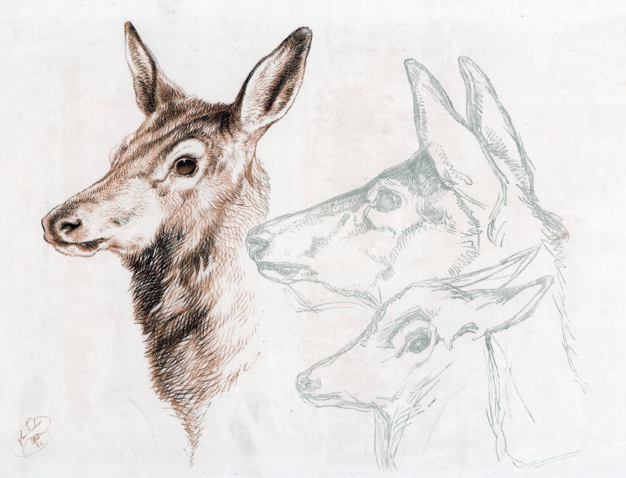 Faksimile af en tegning af Sir E Landseer, 1874. af Edwin Landseer