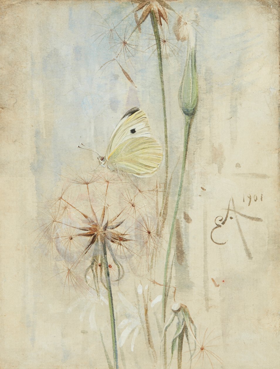 Sommerfugl og Thistledown (akvarel) af Edwin John Alexander