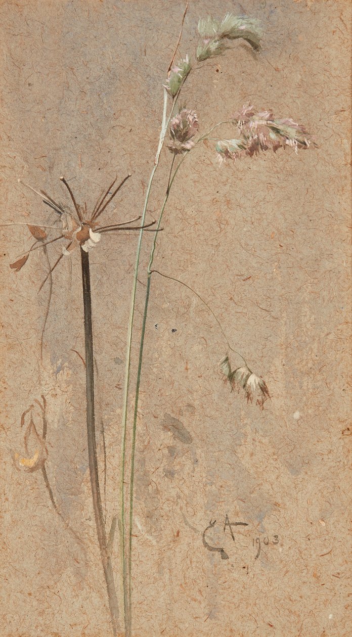 Cockfoot Grass (akvarel på buff-papir) af Edwin John Alexander
