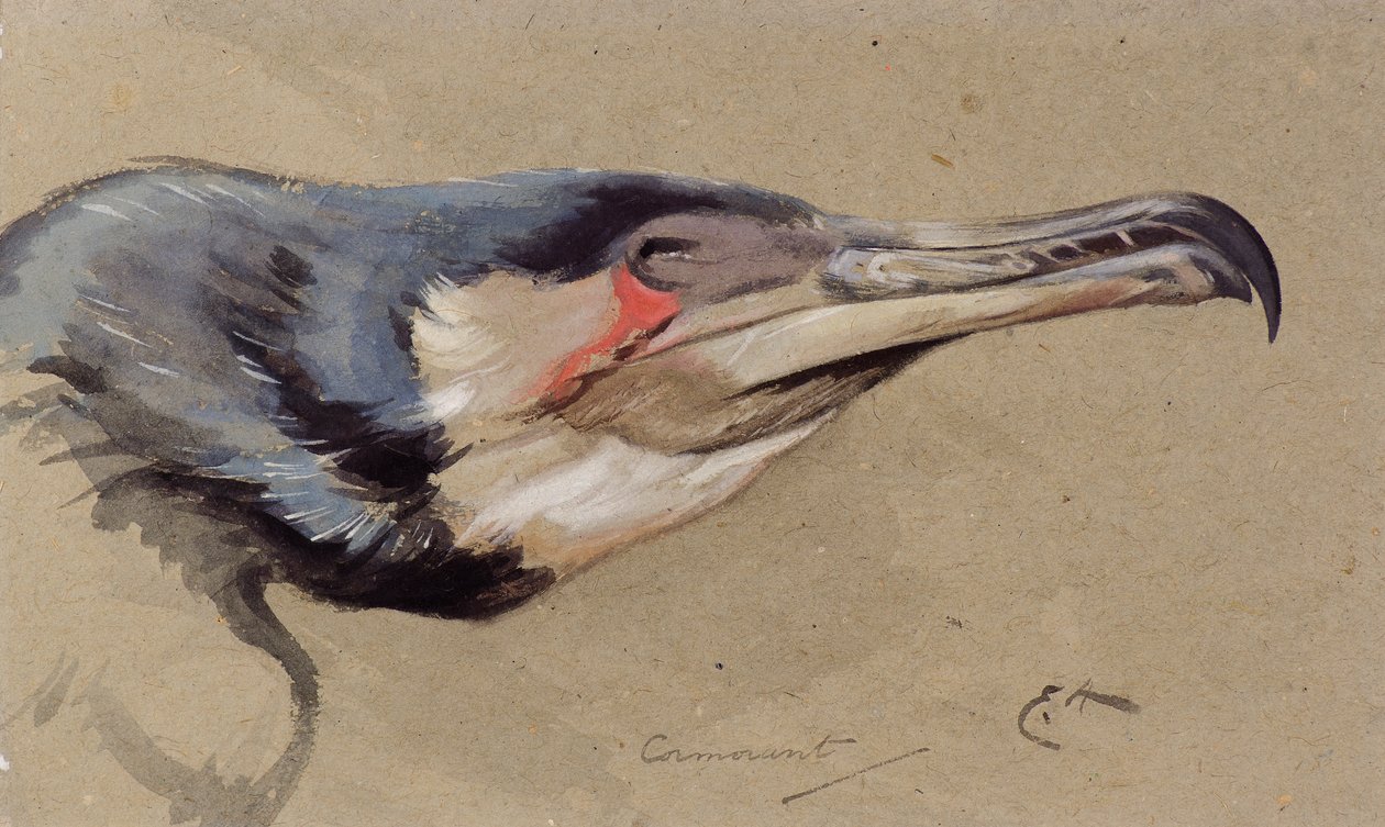 Skarv (akvarel) af Edwin John Alexander