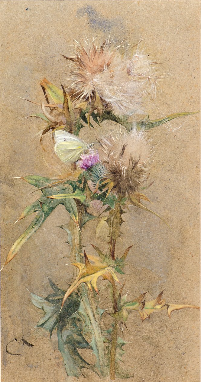 Tidsler og sommerfugle (akvarel) af Edwin John Alexander