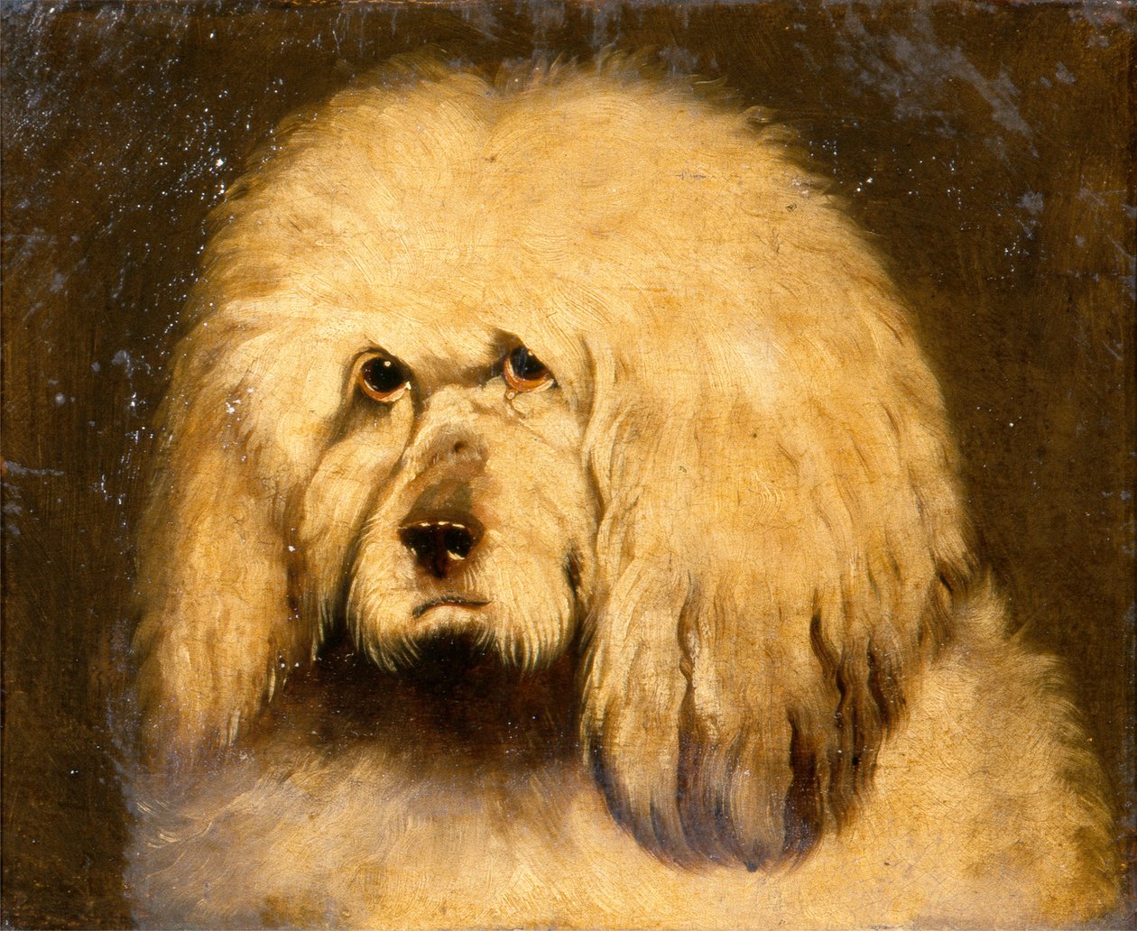 Studie af et hundehoved (olie på lærred) af Edwin Landseer