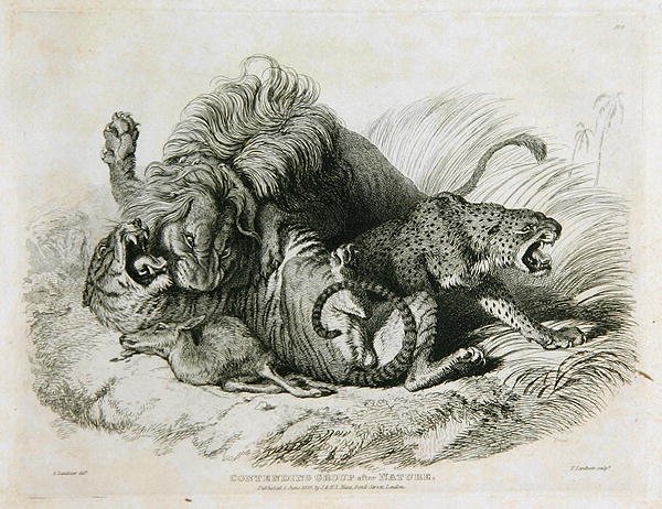 Konkurrerende gruppe efter naturen, plade 6 fra Tyve graveringer af løver, tigre, pantere og leoparder... indgraveret af Thomas Landseer (1795-1880) 1823 af Edwin after Landseer