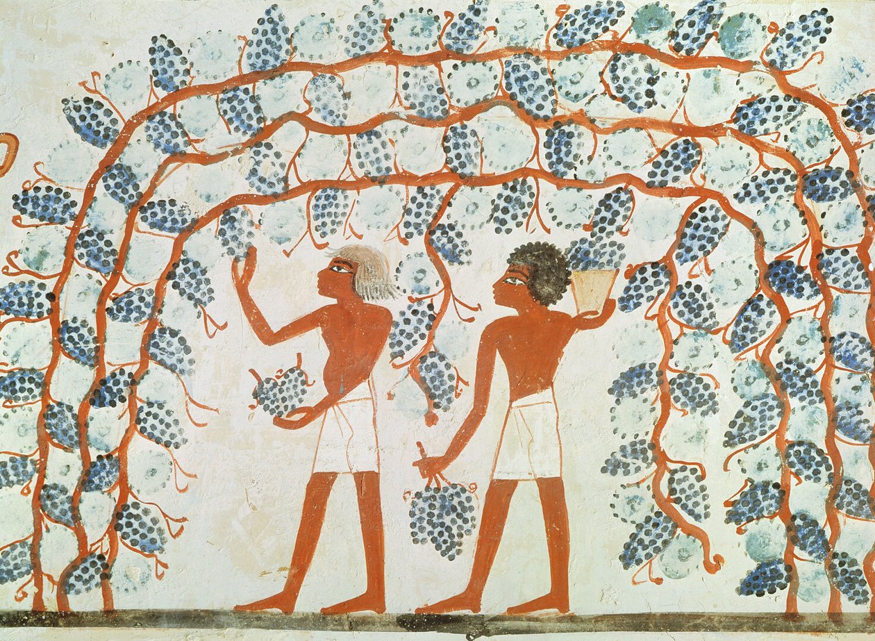 Plukning af druer fra Nakhts grav, New Kingdom (vægmaleri) af Egyptian 18th Dynasty