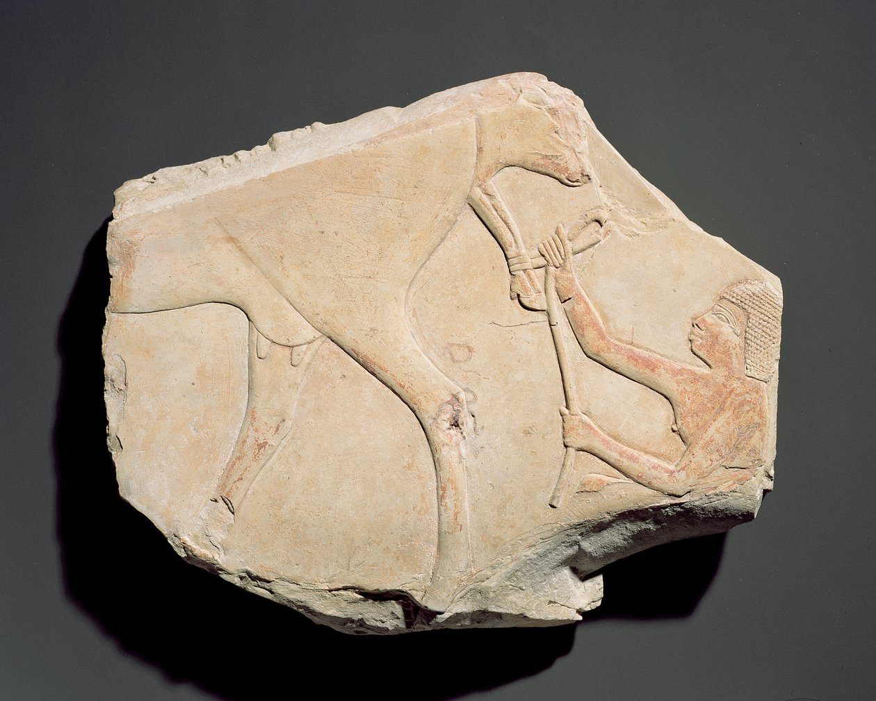 Fragment af et relief, der viser fødslen af en kalv, fra Asasif, Theben, tredje mellemperiode (ca. 1069-664 f.Kr.) (kalksten) af Egyptian