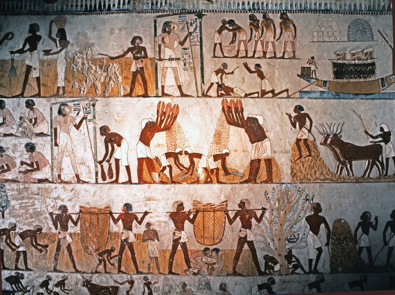 EGYPTISK KUNST: Høstscene. Vægmaleri i Mennas grav i Elwe..., ca. 1400 f.Kr (kalksten) af Egyptian 18th Dynasty