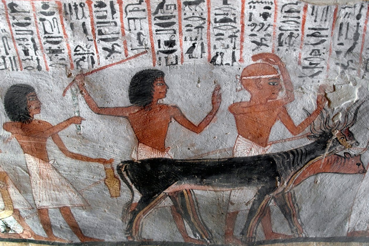 Egyptisk antikvitet: karakterer, der leder betailhoveder. Maleri af Roys grav (TT255). 18. dynasti. Fra Vestbredden af Luxor, Egypten af Egyptian 18th Dynasty