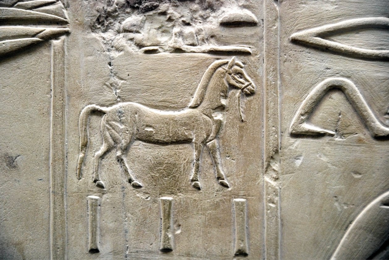 Egyptisk antikvitet: repræsentation af en hest. Lavt relief af Vizir Ramoses grav (18. dynasti). Luxor, Theben, Ægyptens Dal af Egyptian 18th Dynasty