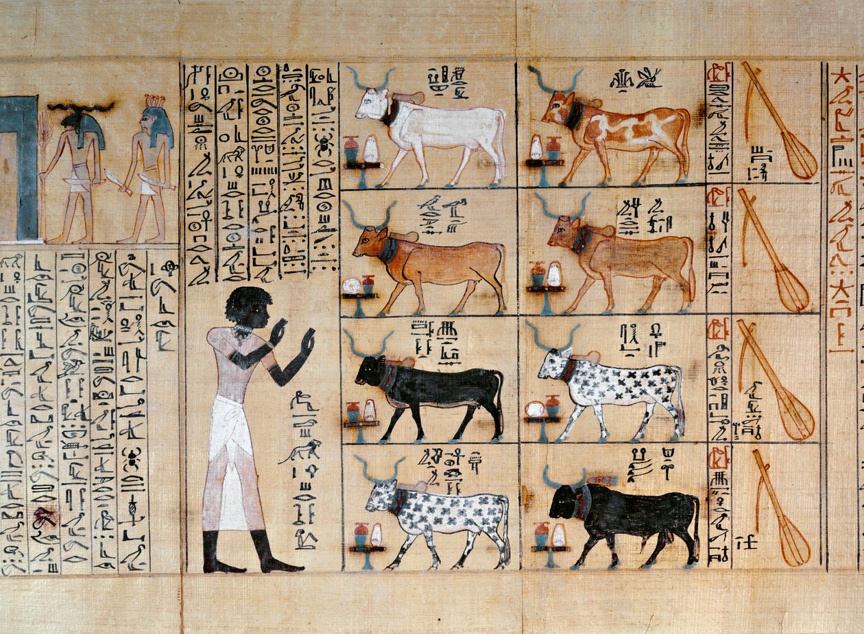 Papyrus med afbildning af okser, fra Maiherperis dødebog af Egyptian 18th Dynasty