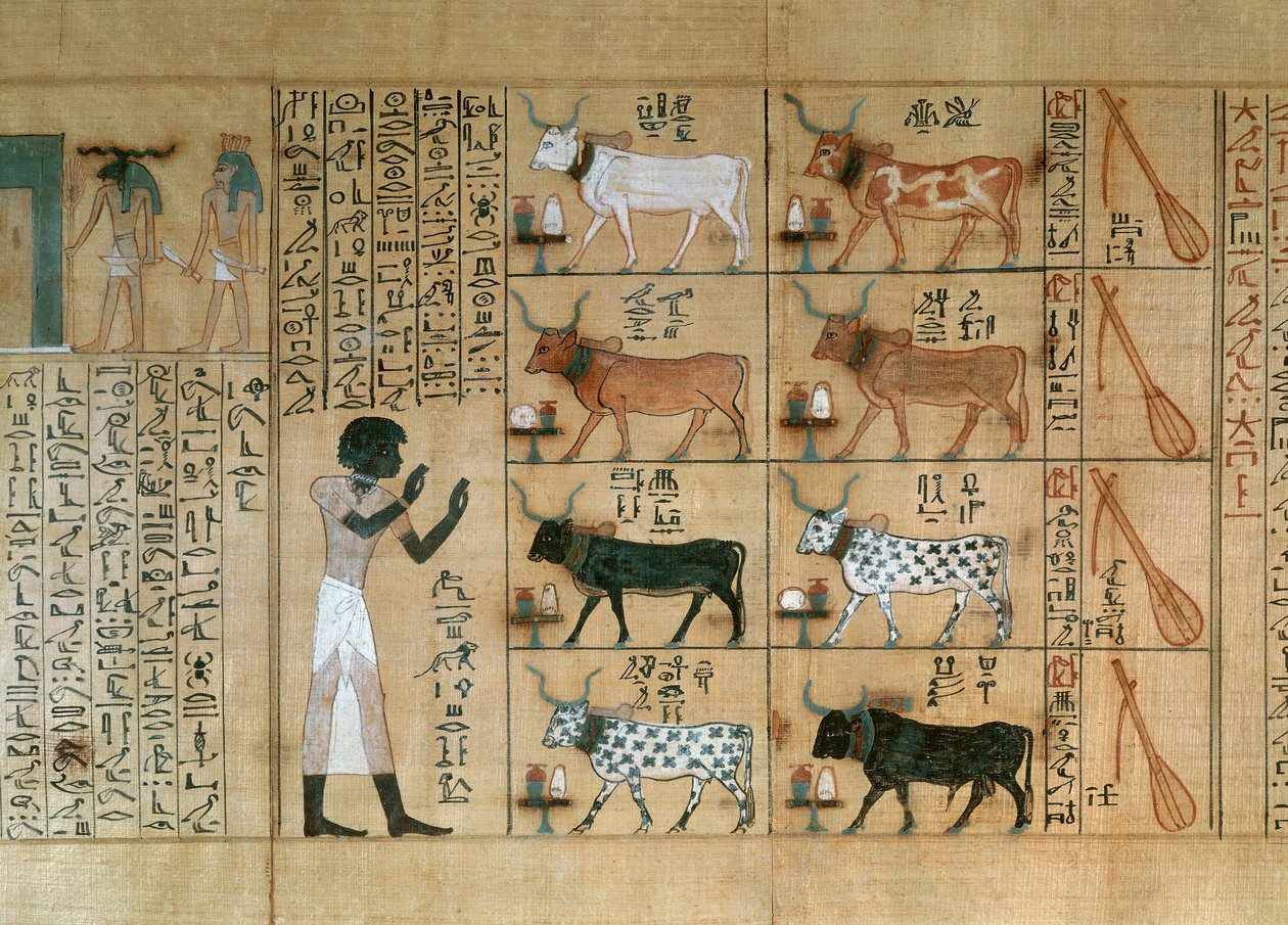 Papyrus, der forestiller okser, fra Maiherperis dødebog af Egyptian 18th Dynasty