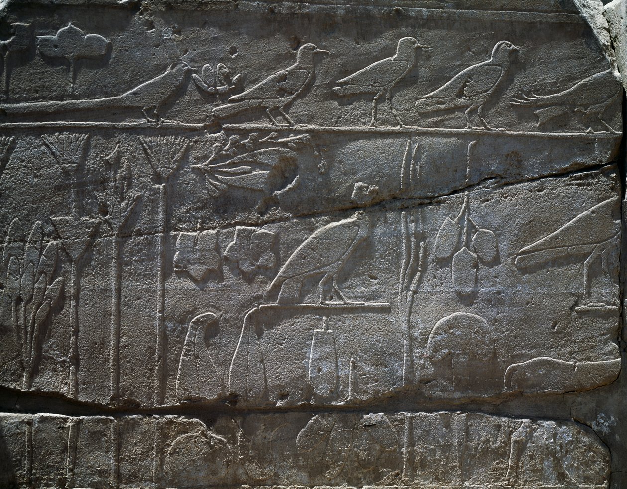 Planter og dyr hjembragt fra Thutmose III