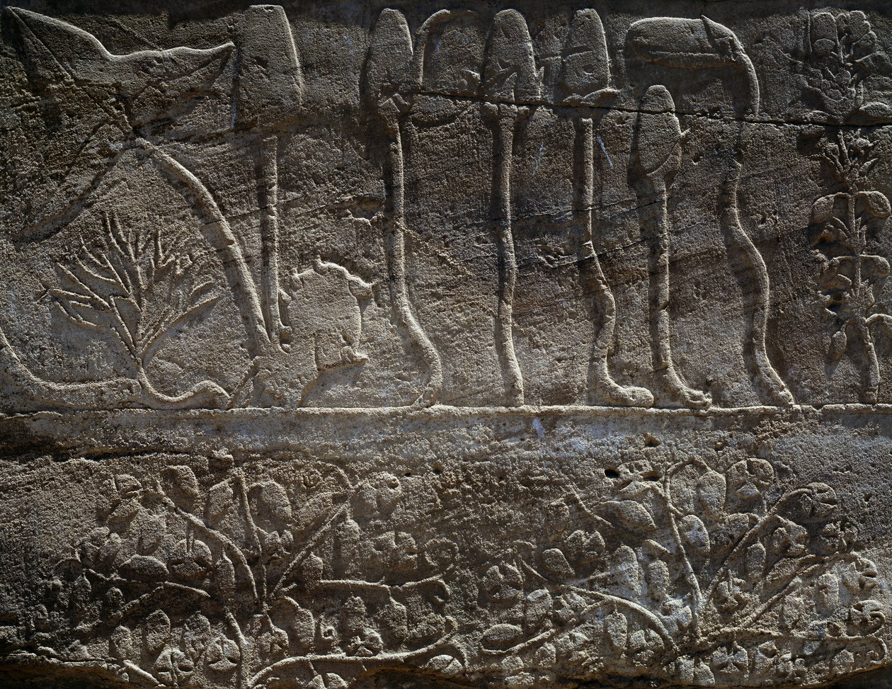 Planter bragt tilbage fra Thutmose III